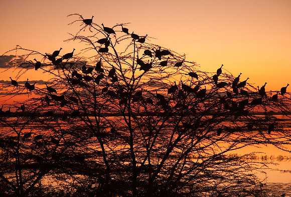 Chobe Chickens at Sunset