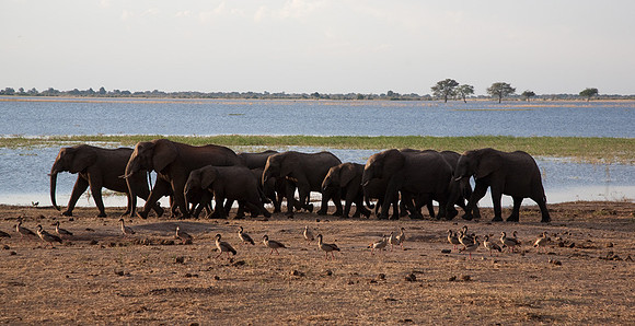 Elephants on Shore of Chobe #1