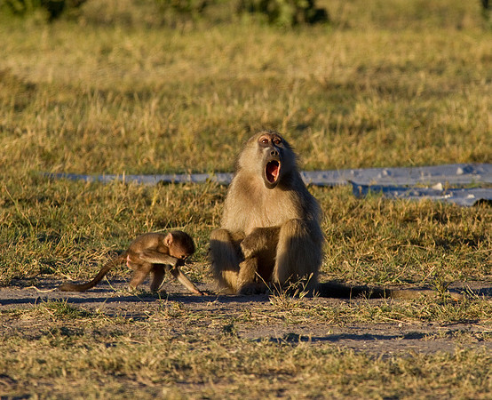 Chacma Baboon and Baby