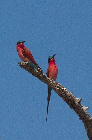 Carmine Bee Eaters #2