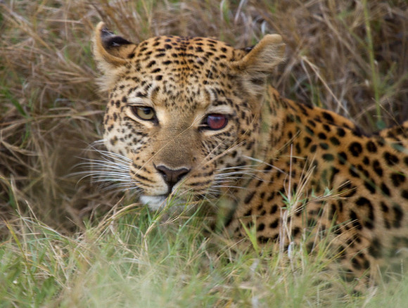 Leopard #1