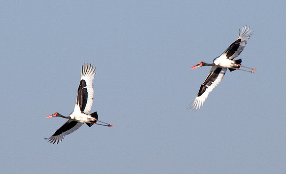 Saddle Billed Storks in Flight