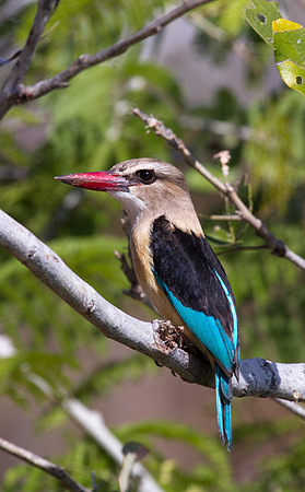 Brown-Hooded Kingfisher