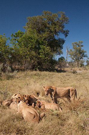 After the Kill #6