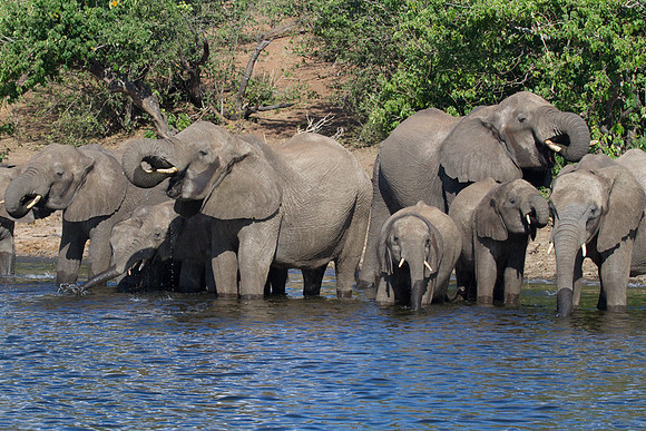 Elephants at Chobe #7