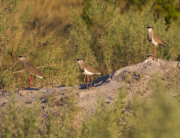 Crowned Lapwings