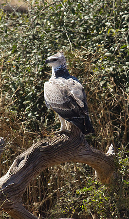 Martial Eagle #2