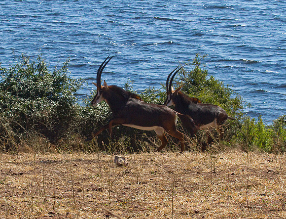 Sable Antelope Running