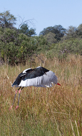 Saddle Billed Stork Taking Off #2