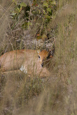 Steinbuck in Hiding