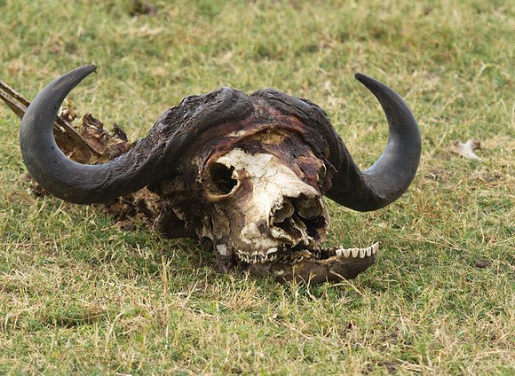 Cape Buffalo Skull