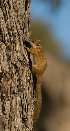 Ground Squirrel