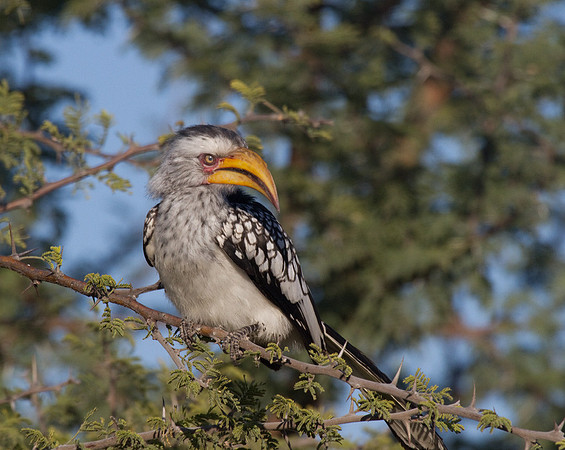 Yellow-Billed Hornbill #2