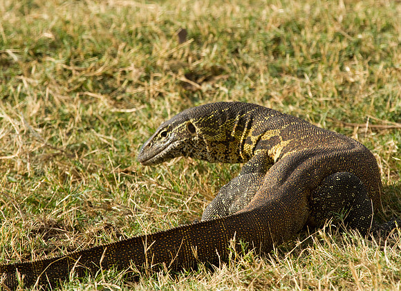 Nile Monitor #1