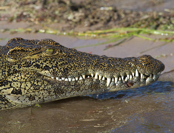 Nile Crocodile #1