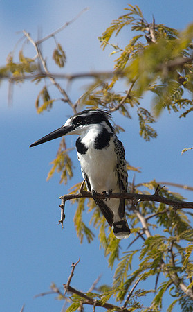 Pied Kingfisher #1