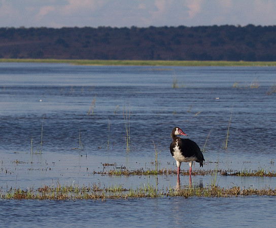 Spur-Winged Goose #2