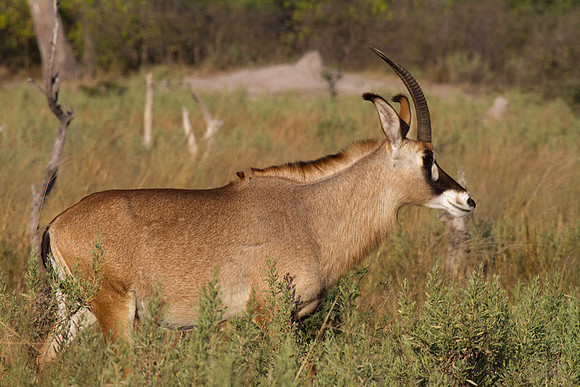 Roan Antelope #3