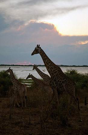 Giraffe Family at Chobe