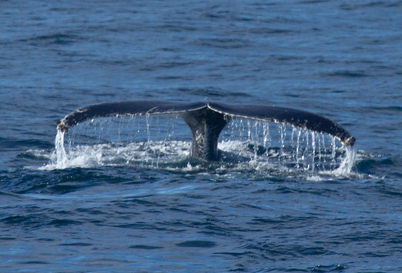 Whale's Tail #1