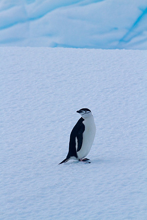 Chinstrap Penguin #1