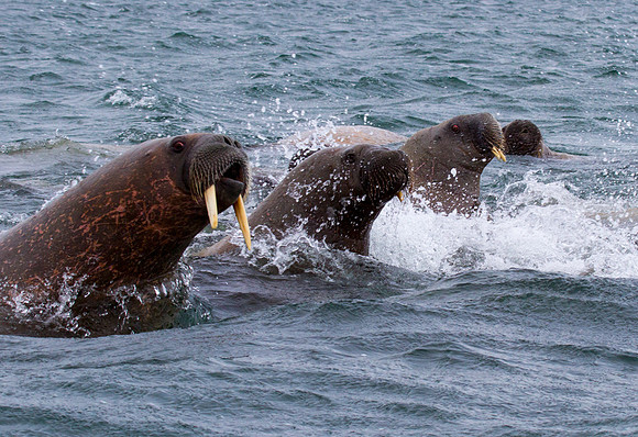 Walrus 20