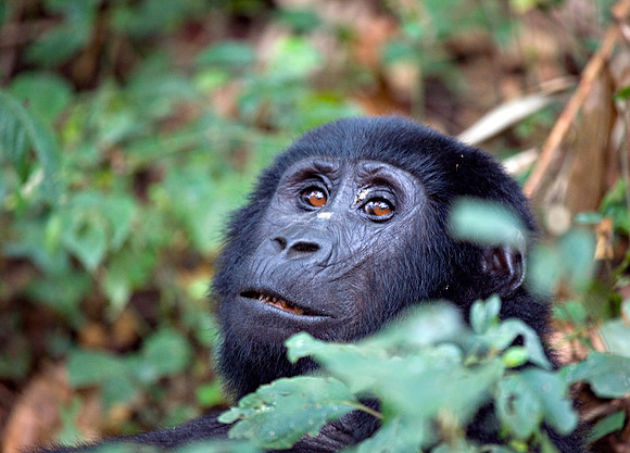 Gorilla of Bwindi