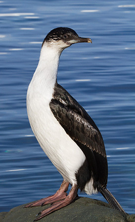 Antarctic Blue Eyed Shag #2