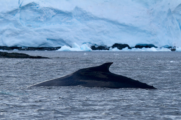 Humpback at Orne #1
