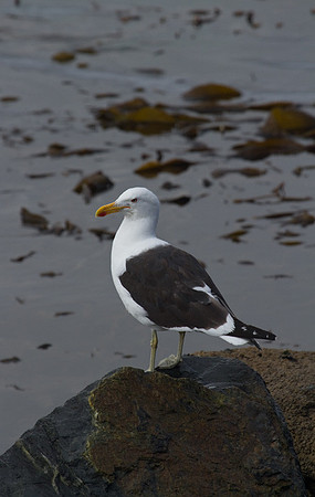 Kelp Gull #2