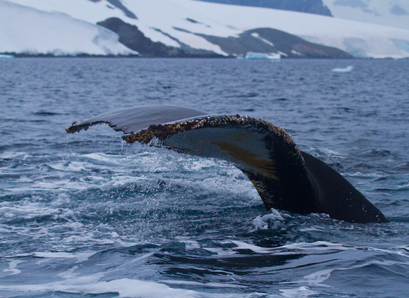 Whale's Tail #3