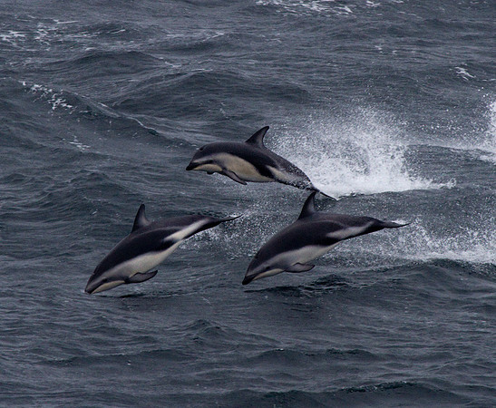 Peale's Dolphins