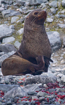 Antarctic Fur Seal #2