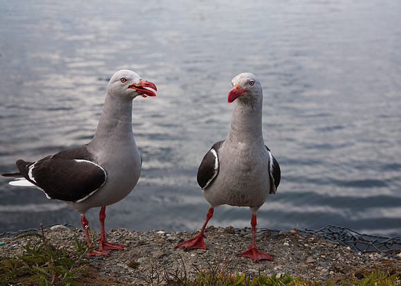 Dolphin Gulls