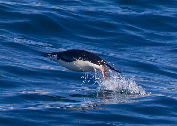 Chinstrap Penguin In Flight