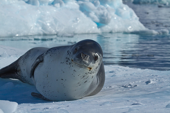 Leopard Seal #4