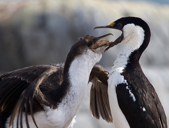 Antarctic Blue Eyed Shag Feeding Young #2