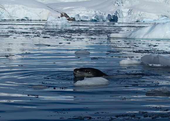Swimming Leopard Seal