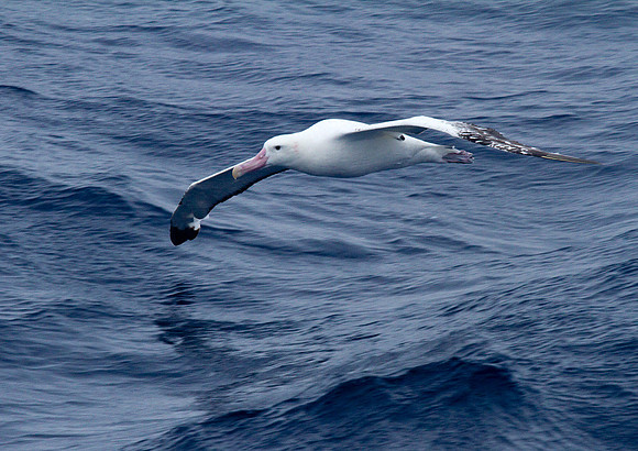 Wandering Albatross #2