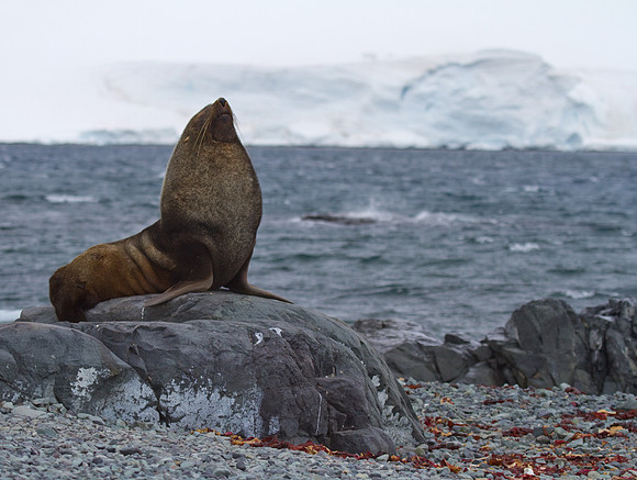 Antarctic Fur Seal #3