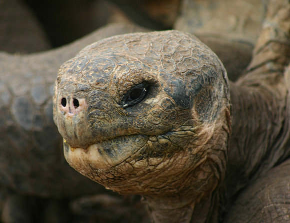 Giant Tortoise Close-up - Darwin Center, Santa Cruz