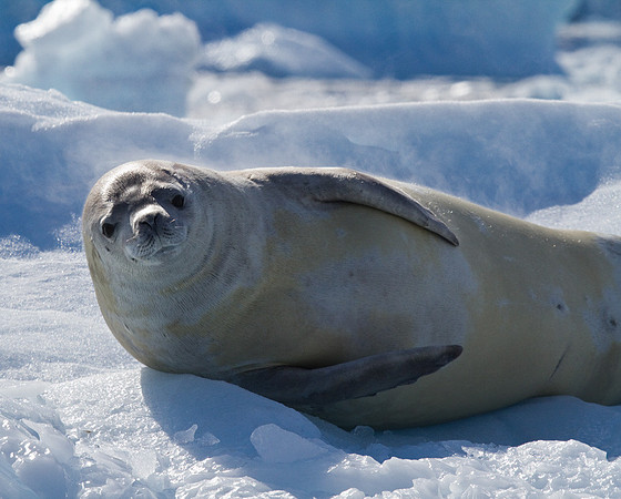 Leopard Seal #5
