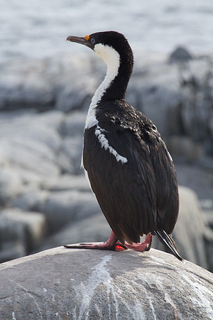 Antarctic Blue Eyed Shag #5