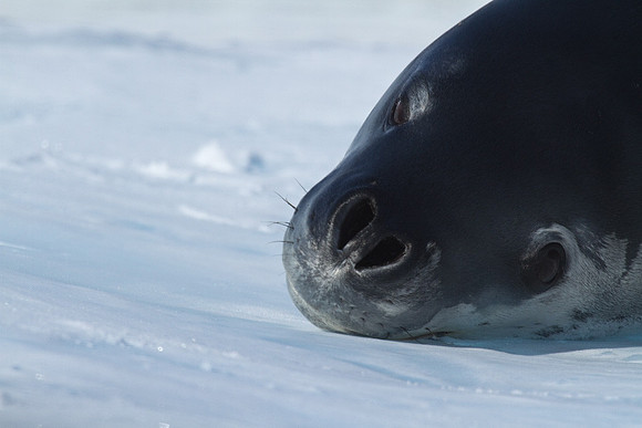 Leopard Seal Stare
