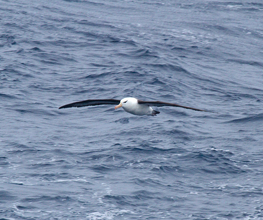 Black Browed Albatross