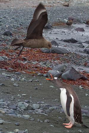 Antarctic Argument
