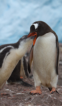Gentoe Feeding Young