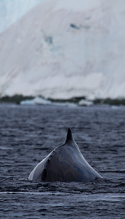 Humpback at Orne #2