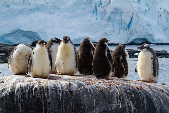 Gentoe Colony at Port Lockroy