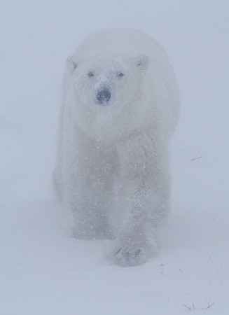 Frozen Bear 15